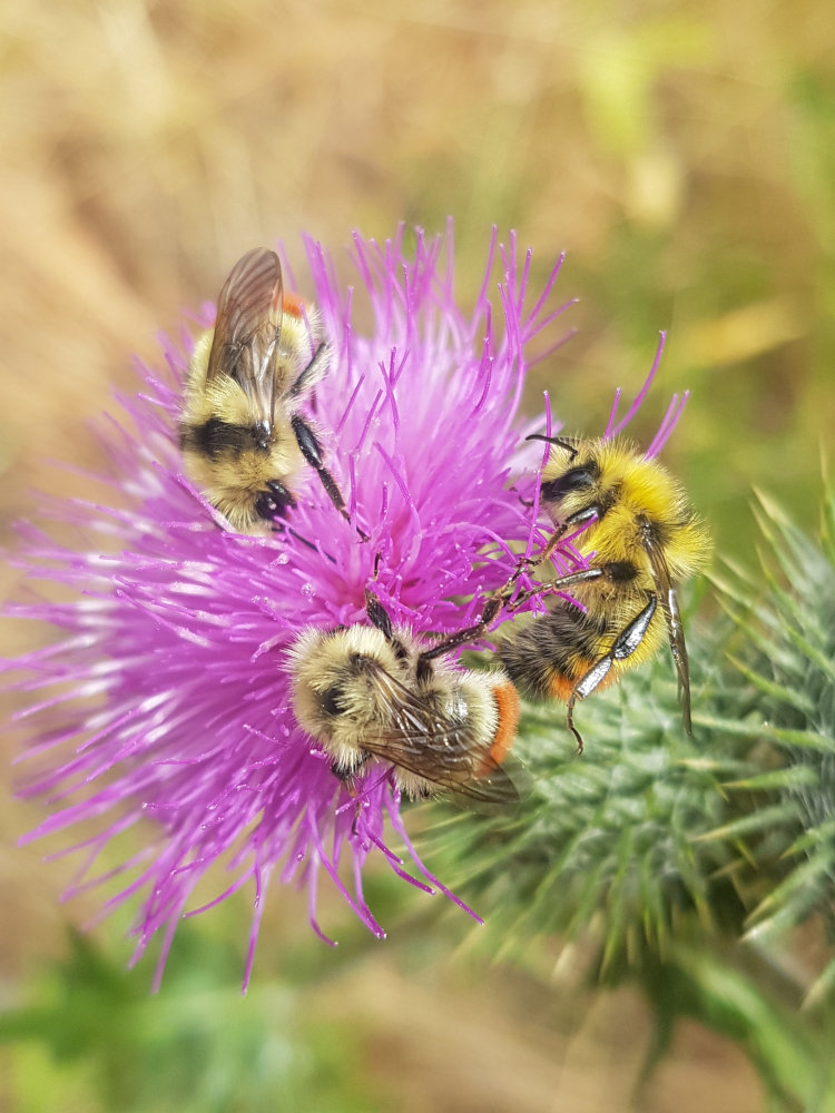 Close-up-of-bees-on-purple-thistle